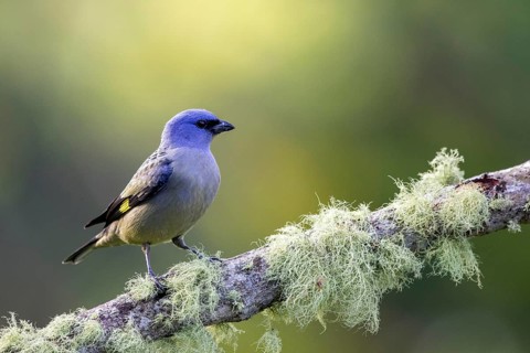 Yellow-winged Tanager (Thraupis abbas) perched on a mossy branch, Solola, Guatemala