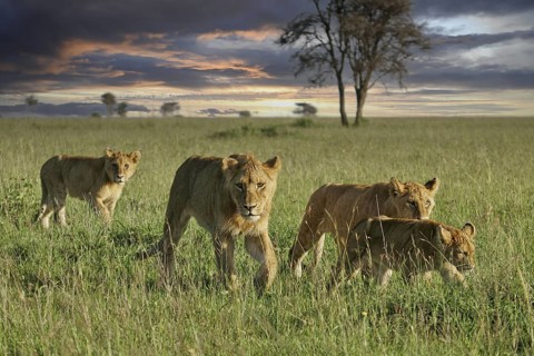 Löwe (Panthera leo), Löwenrudel mit Weibchen und Jungtieren durchstreifen zusammen die Savanne im