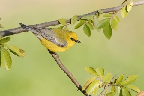 Blue-winged Warbler (Vermivora cyanoptera) male perched on a branch, Texas, USA