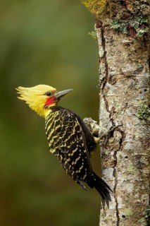 Blond-crested Woodpecker (Celeus flavescens) perched on a branch in the Atlantic Rainforest Region