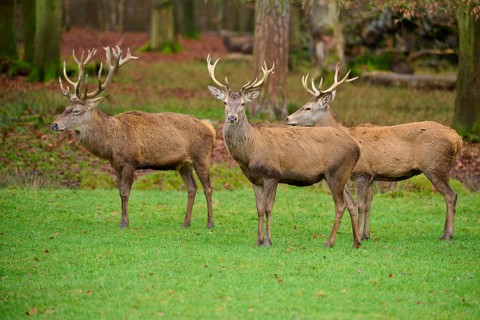 Three stags with large antlers on a green meadow in an autumnal forest, red deer (Cervus elaphus),