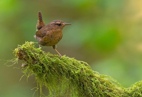 Pacific Wren (Troglodytes pacificus), British Columbia, Canada