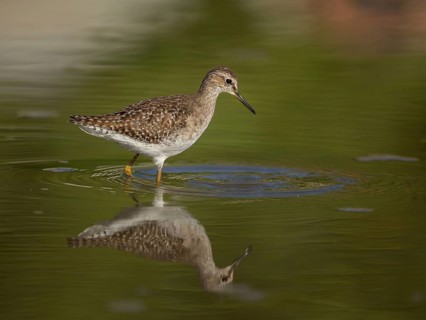 Wood Sandpiper (Tringa glareola), Gambia