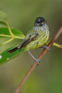 Spotted Tody-Flycatcher (Todirostrum maculatum) perched on a branch in the grasslands of Guyana