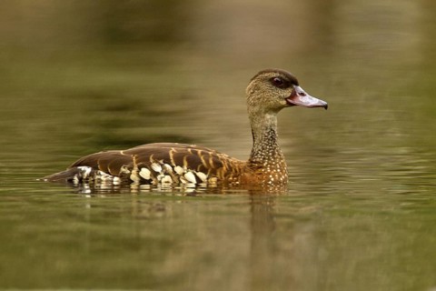 Spotted Whistling Duck (Dendrocygna guttata), Queensland, Australia