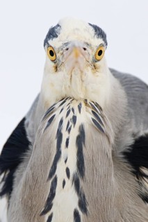 Grey Heron (Ardea cinerea), Berlin, Germany