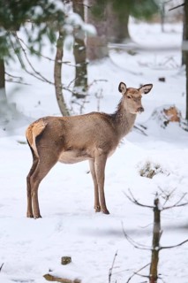 Red deer (Cervus elaphus) hind in a forest in winter, snow, Bavaria, Germany