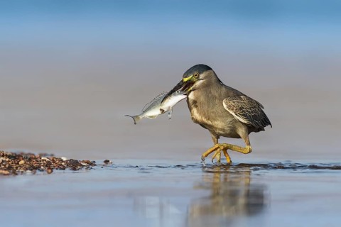 Striated Heron (Butorides striata) with fish prey in its beak, Eilat, Israel