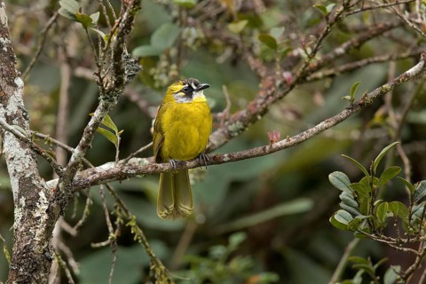 Yellow-eared Bulbul (Pycnonotus penicillatus), Horton Plains, Sri Lanka