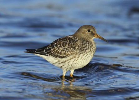 Purple Sandpiper (Calidris maritima) juvenile, Brittany, France