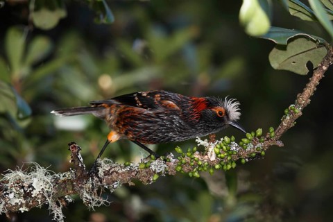 Maui endemic species, Endangered Hawaiian Honeycreeper Photographed on Maui at Hanawi State