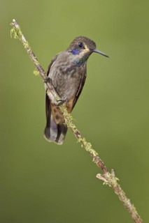 Brown Violetear (Colibri delphinae), Ecuador