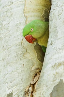 Alexandrine Parakeet (Psittacula eupatria) female, Rhineland-Palatinate, Germany