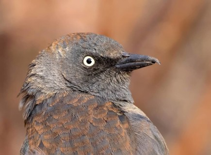 Rusty Blackbird, Euphagus carolinus, in winter plumage, close-up in Saskatoon, Saskatchewan