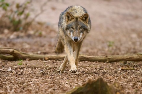 A wolf moves resolutely across a leaf-covered forest floor, Wolf (Canis Lupus), Germany
