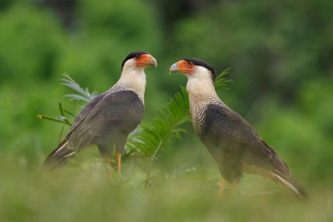 Crested Caracara (Polyborus plancus) perched on a branch in Costa Rica
