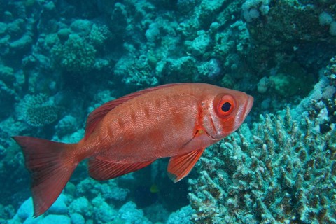 Reef bigeye perch (Priacanthus hamrur)