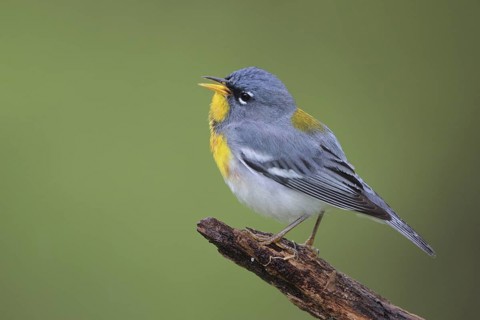 Northern Parula (Setophaga americana) singing, West Virginia, USA