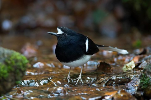 White-crowned Forktail (Enicurus leschenaulti), Thailand