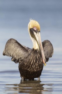 Brown Pelican (Pelecanus occidentalis), Florida, USA