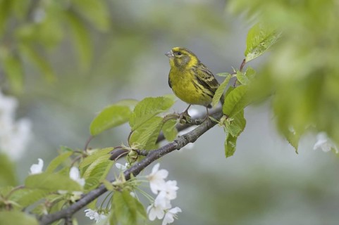 European Serin (Serinus serinus), Saxony, Germany