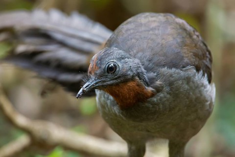 Superb Lyrebird (Menura novaehollandiae) juvenile, New South Wales, Australia