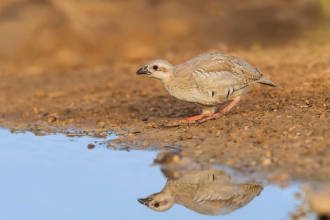 Chukar Partridge (Alectoris chukar) juvenile, Negev, Israel