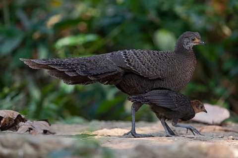 Grey Peacock-Pheasant (Polyplectron bicalcaratum) female foraging with chick, Yunnan, China