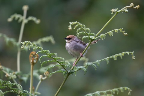 Chubb's Cisticola (Cisticola chubbi chubbi) perched on a branch, Bwindi Impenetrable National Park,