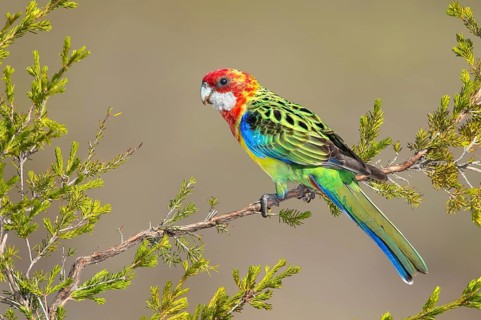 Eastern Rosella (Platycercus eximius) female, Victoria, Australia