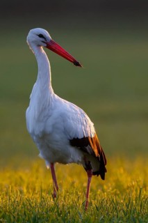 White Stork (Ciconia ciconia) foraging, North Rhine-Westphalia, Germany