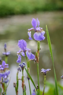 Iris (Iris sibirica 'Baxteri'),  Great Britain