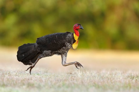 Australian Brushturkey (Alectura lathami) male running, Queensland, Australia