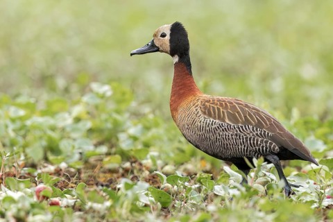 White-faced Whistling Duck (Dendrocygna viduata) in a marsh in the Pantanal of Brazil