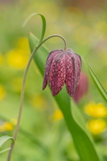 Close-up of a Fritillaria meleagris flower, also known as a hazel grouse flower, showcasing its
