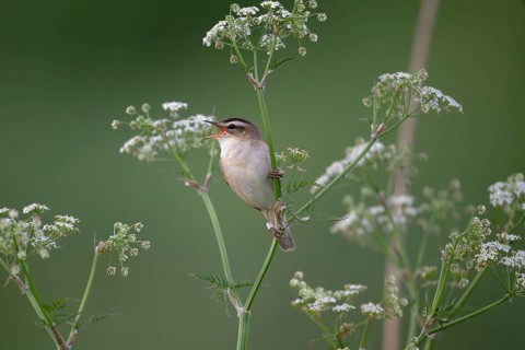 Sedge Warbler (Acrocephalus schoenobaenus) singing, Schleswig-Holstein, Germany