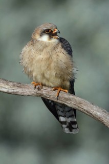 Red-footed Falcon (Falco vespertinus) female, Hungary
