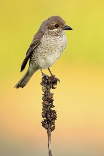 Red-backed Shrike (Lanius collurio) female, Baden-Wuerttemberg, Germany