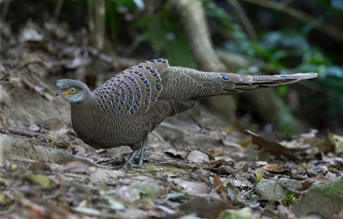 Grey Peacock-Pheasant (Polyplectron bicalcaratum) male, Thailand