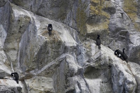 Pelagic Cormorant (Phalacrocorax pelagicus), British Columbia, Canada