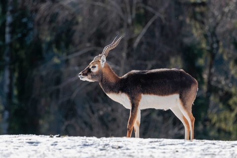 A male blackbuck (Antilope cervicapra) stands in a snow covered meadow on a sunny morning, backlit