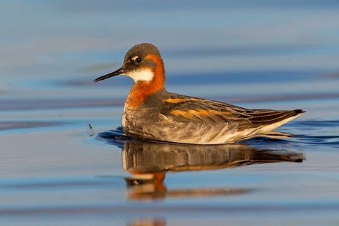 Odinshühnchen, Red-necked Phalarope, Northern Phalarope, Phalaropus lobatus, Phalarope à bec