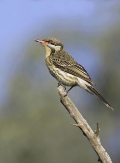 Spiny-cheeked Honeyeater (Acanthagenys rufogularis), Victoria, Australia