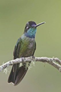 Admirable Hummingbird (Eugenes spectabilis), Costa Rica