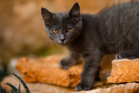 A curious grey cat with striking amber eyes explores rocky terrain in a natural outdoor setting,
