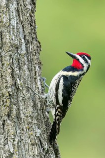 Yellow-bellied Sapsucker (Sphyrapicus varius) perched on a branch in Ontario, Canada