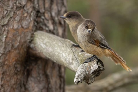 Siberian Jay (Perisoreus infaustus) perched on a branch, Dalarna, Sweden