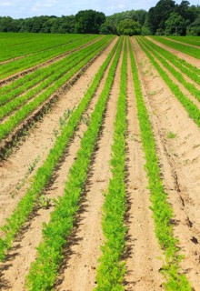 Green lines of carrot crop growing in sandy soil, Shottisham, Suffolk, England, UK