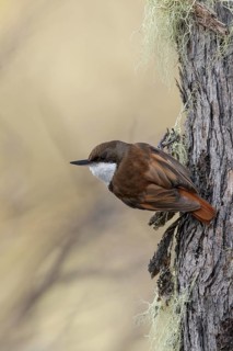 White-throated Treerunner (Pygarrhichas albogularis) perched on a branch in Chile