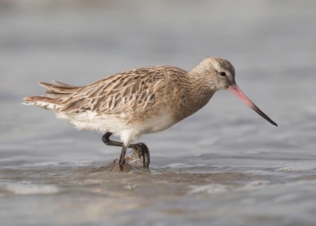 Bar-tailed Godwit (Limosa lapponica) foraging, Gambia